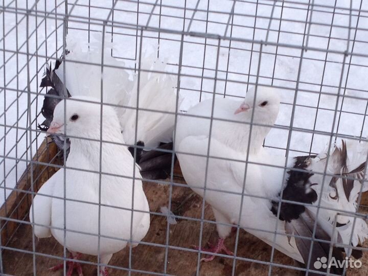 Голуби на праздники доставка Москва и область