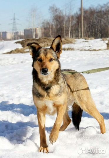 Милая Ася мечтает о доме