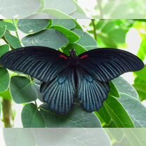 Живые тропические бабочки Papilio valensiamemnon