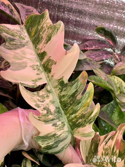 Филодендрон карамель марбл вар