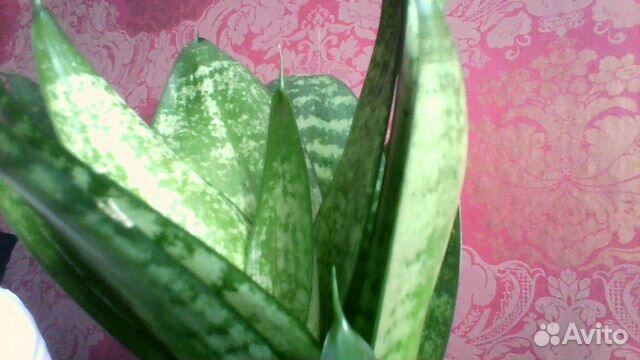 Сансевиерия Грин Ханни