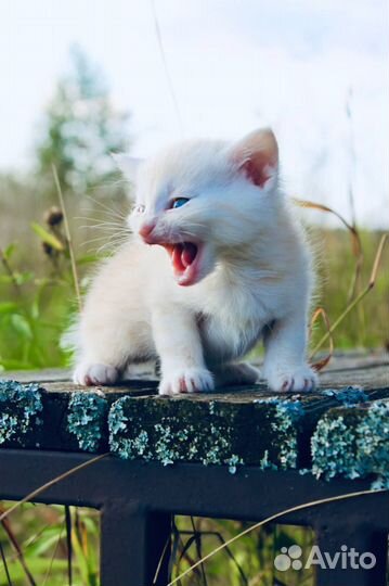 Рыжий котенок - мальчик 1 мес