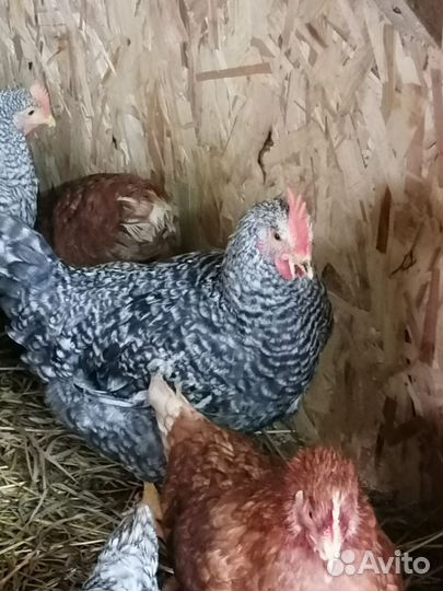 Молодые петухи