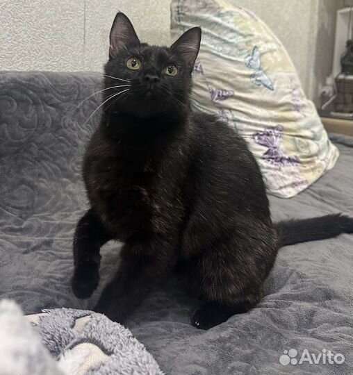 Котята в добрые руки мальчик и девочка