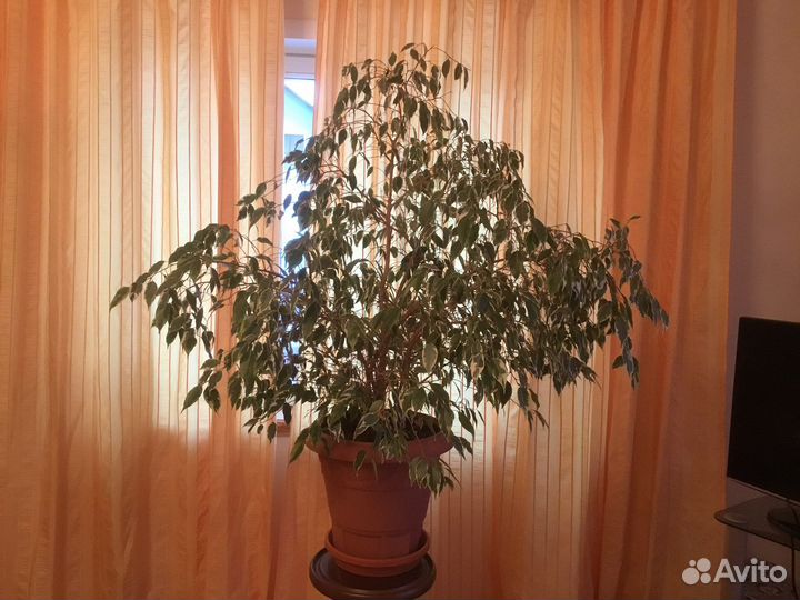 Фикус бенджамина большой