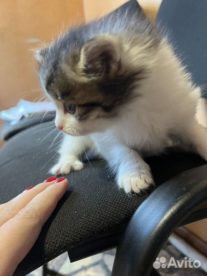 Котята пушистые в дар