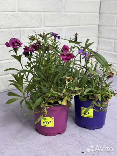 Гвоздика многолетняя