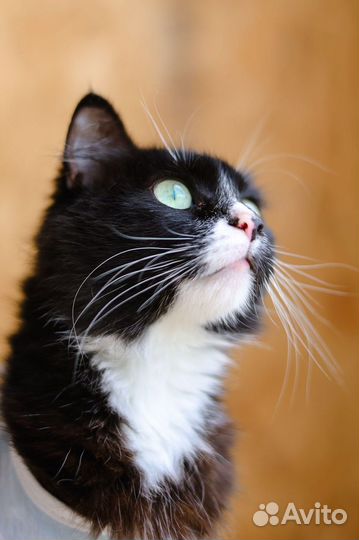 Красавица Асти ждет своего человека в приюте