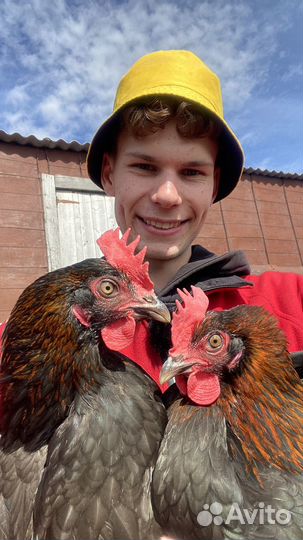 Маран, Лакеданзи