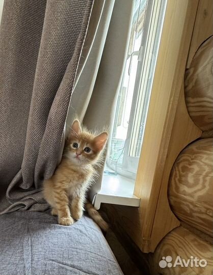 Рыжий котенок для денег и счастья