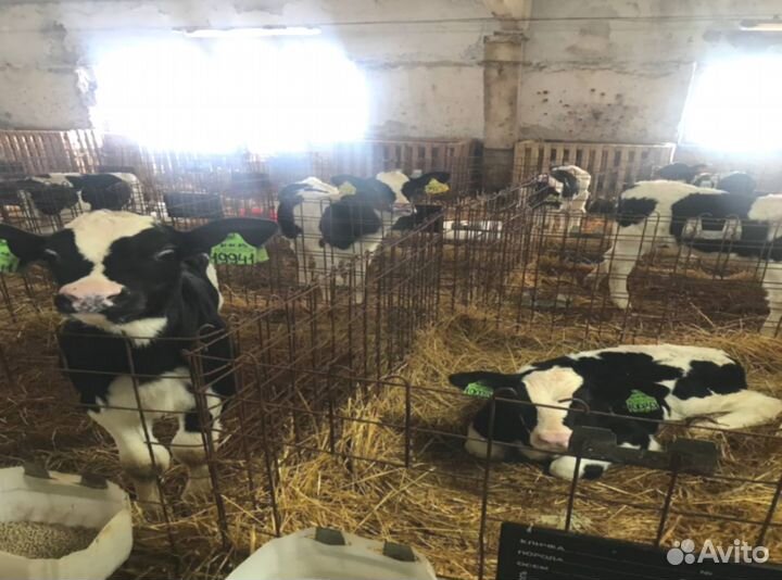 Бычки телки