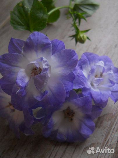 Жених и невеста, кампанула, комнатные растения