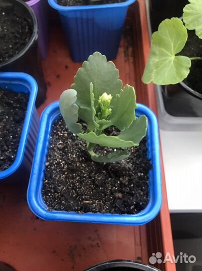 Каланхоэ с белыми цветами