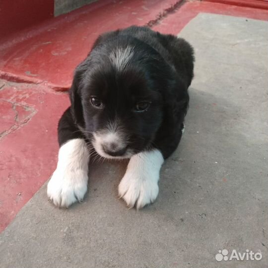 Отдам в добрые руки щенка