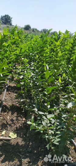 Декоративные кустарники