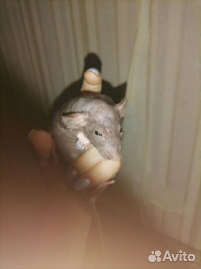 Домашние животные крысы