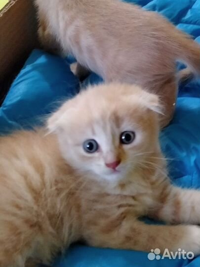 Котята в добрые руки бесплатно