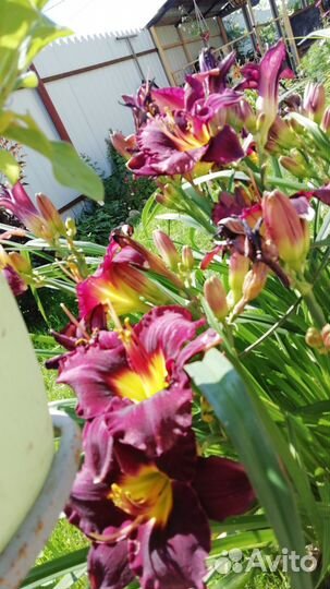 Цветы многолетники