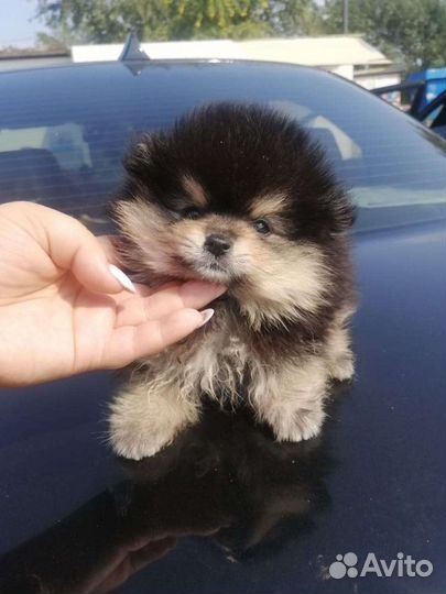 Шпиц мини мишка померанский