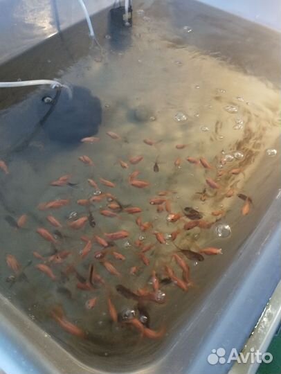 Аквариумные рыбки,оранды оптом 100 штук