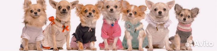 Одежда для маленьких пород собак