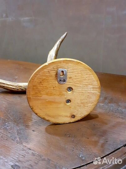 Рог лося на подставке