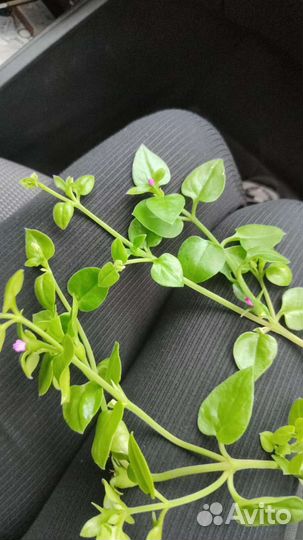 Комнатные цветы