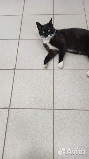 Коты в добрые руки