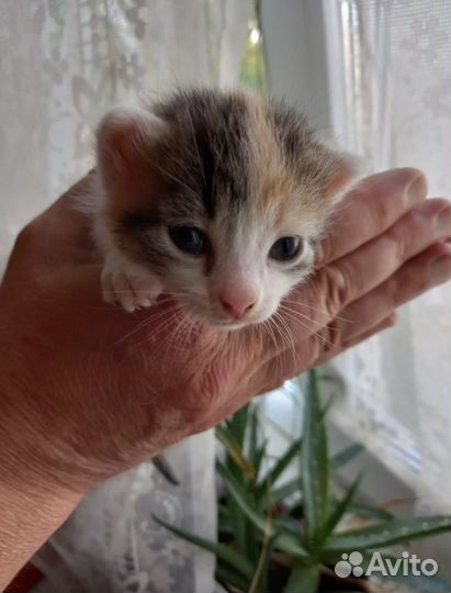 Котята в добрые руки бесплатно