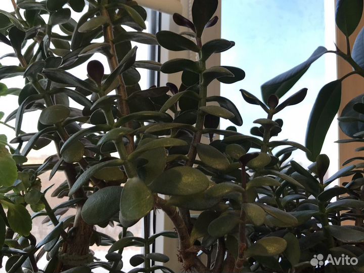 Каланхоэ, алое, королевская герань, фиалки