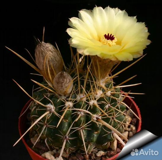 Кактусы, большой ассортимент, семена