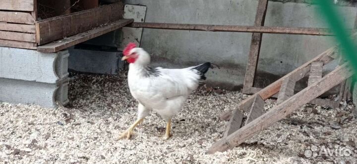 Молодые петухи