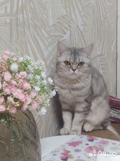 Шотландская кошка