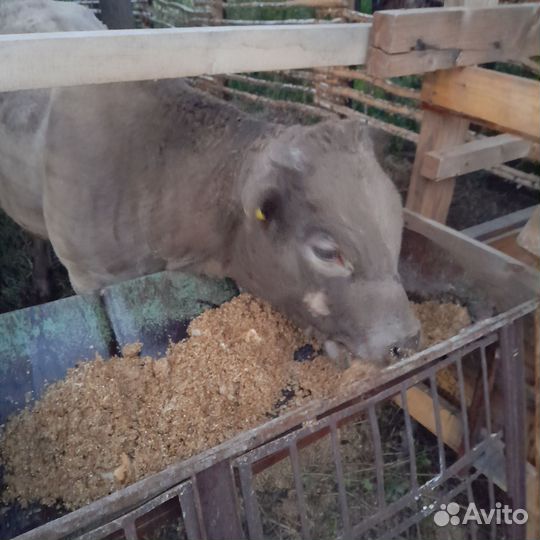 Бычек на племя