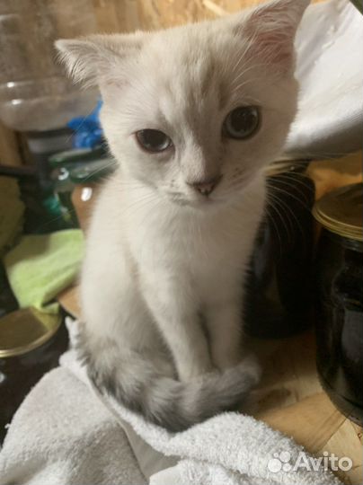 Сиамская кошка