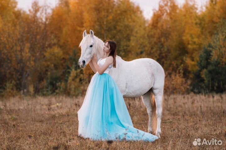 Фотосессии с лошадьми и собаками