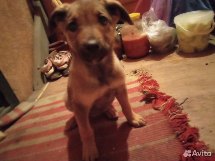 Щенчек в добрые руки