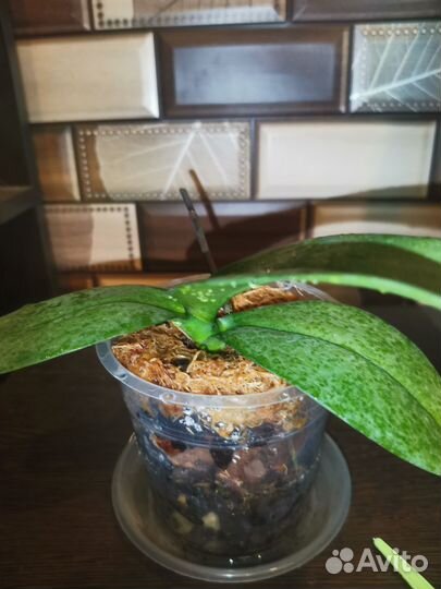 Орхидея I-Hsin Stacy