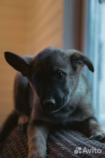 Щенок в добрые руки