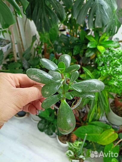 Денежное дерево