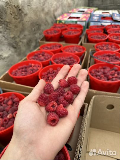 Малина бомба