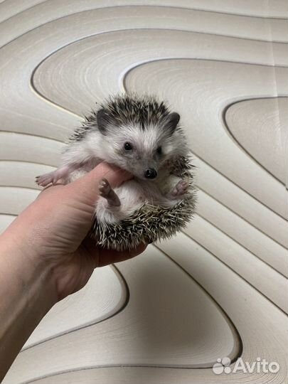 Африканские ежики (ручные ежи из питомника)