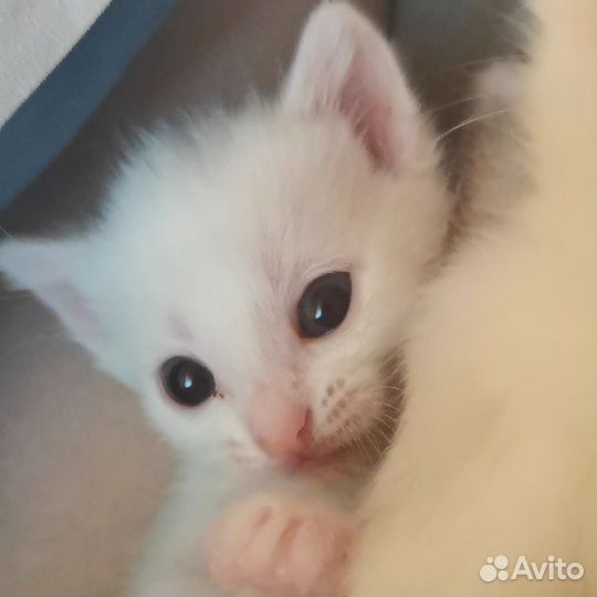 Котенок 1 месяц