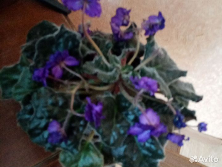 Комнатные растения