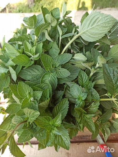 Мята саженцы и срез