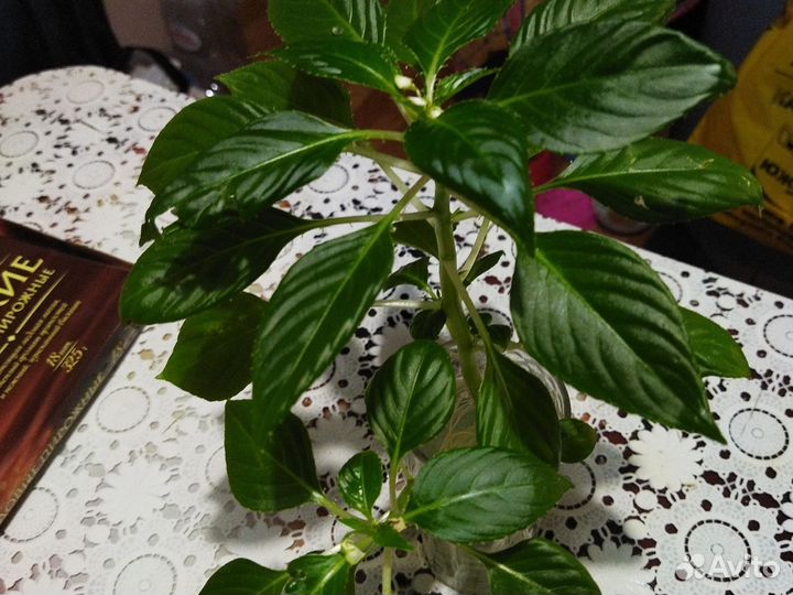 Бенджамин (Ваня мокрый)