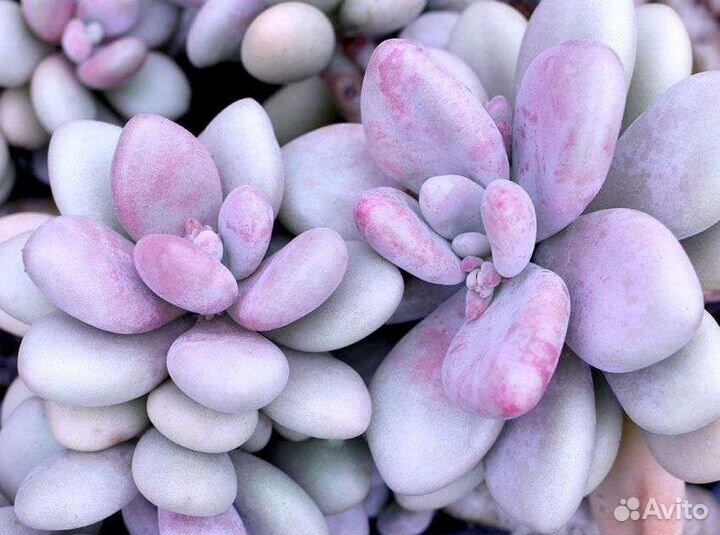 Суккулент Graptopetalum amethystinum