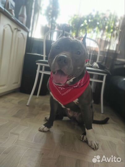 Амстафф вязка