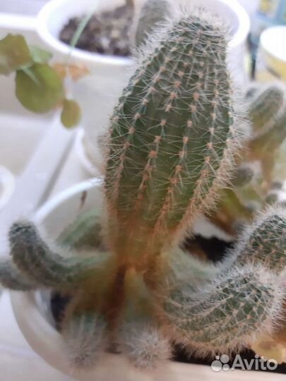 Алоэ и кактусы