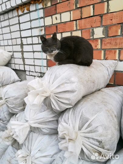 Конский навоз чистый без опилок